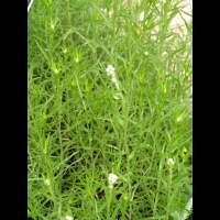 Achillea Ptarmica, subsp Ptarmica  (fam. Asteracees) (Europe, Siberie) (2)
